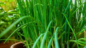 Chives growing in a pot