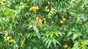 Jobo growing on tree