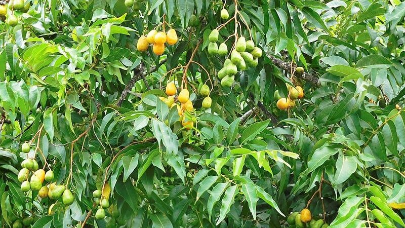 Jobo growing on tree