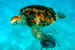 Turtles at Montezuma